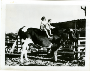 A black-and-white photo of two children sitting on top of a large bull. 