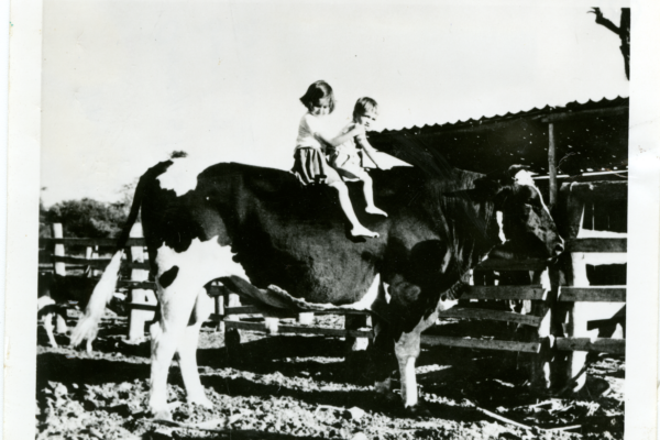 A black-and-white photo of two children sitting on top of a large bull.